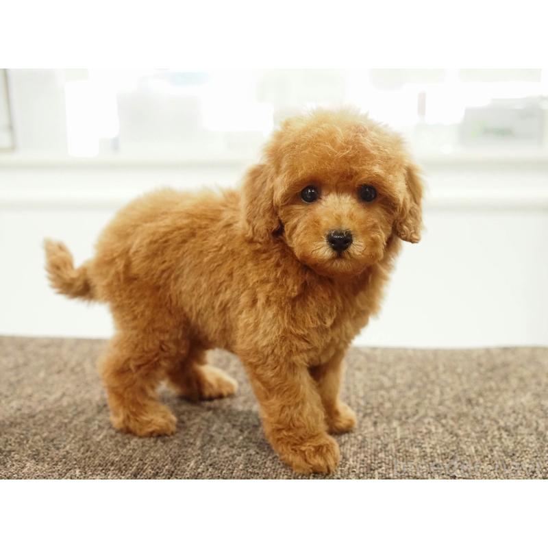 販売中の愛知県のタイニープードル-429326の9枚目