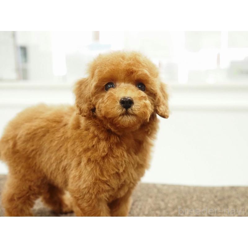 販売中の愛知県のタイニープードル-429326の8枚目