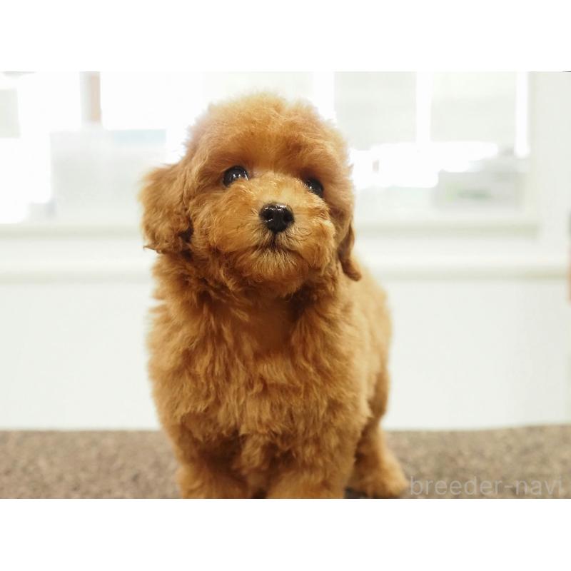 販売中の愛知県のタイニープードル-429326の7枚目