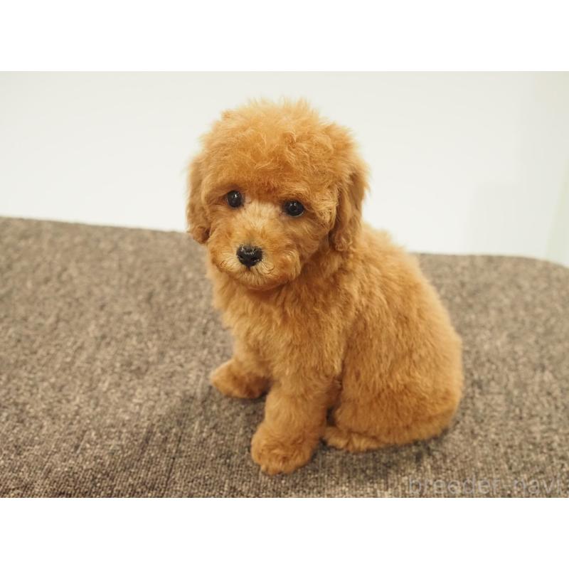 販売中の愛知県のタイニープードル-429326の6枚目