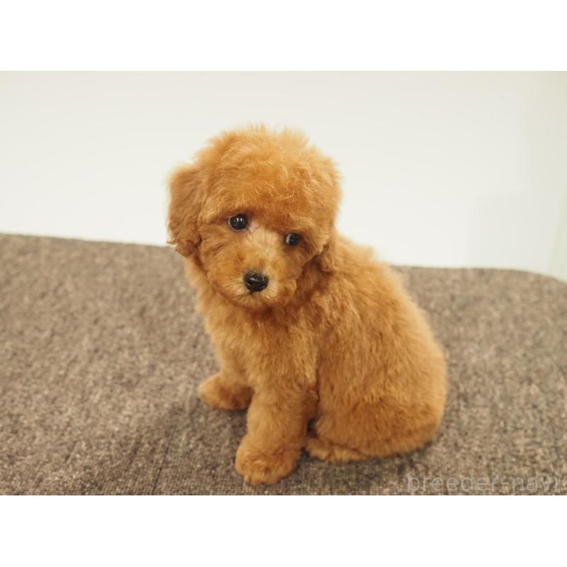 販売中の愛知県のタイニープードル-429326の5枚目