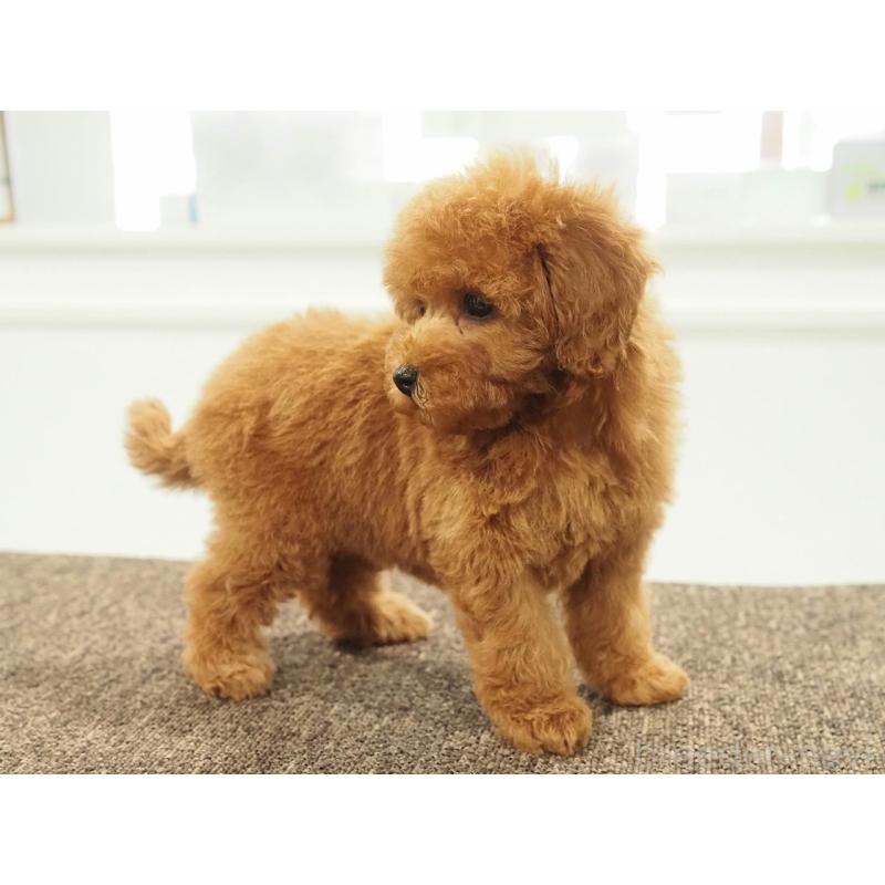 販売中の愛知県のタイニープードル-429326の4枚目