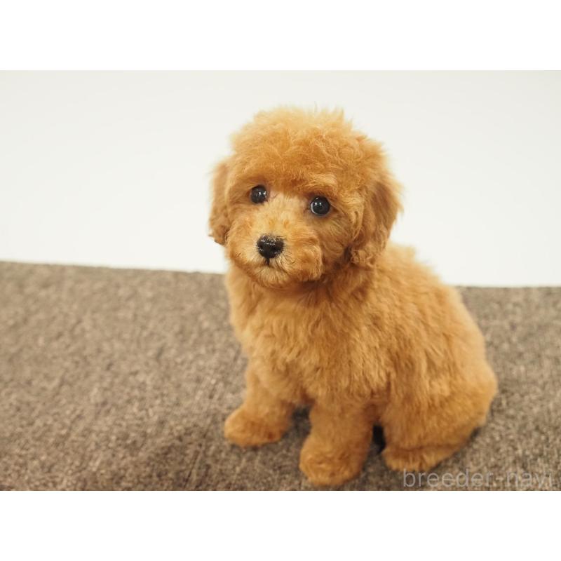 販売中の愛知県のタイニープードル-429326の3枚目