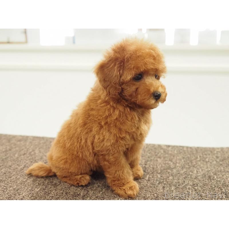 販売中の愛知県のタイニープードル-429326の2枚目