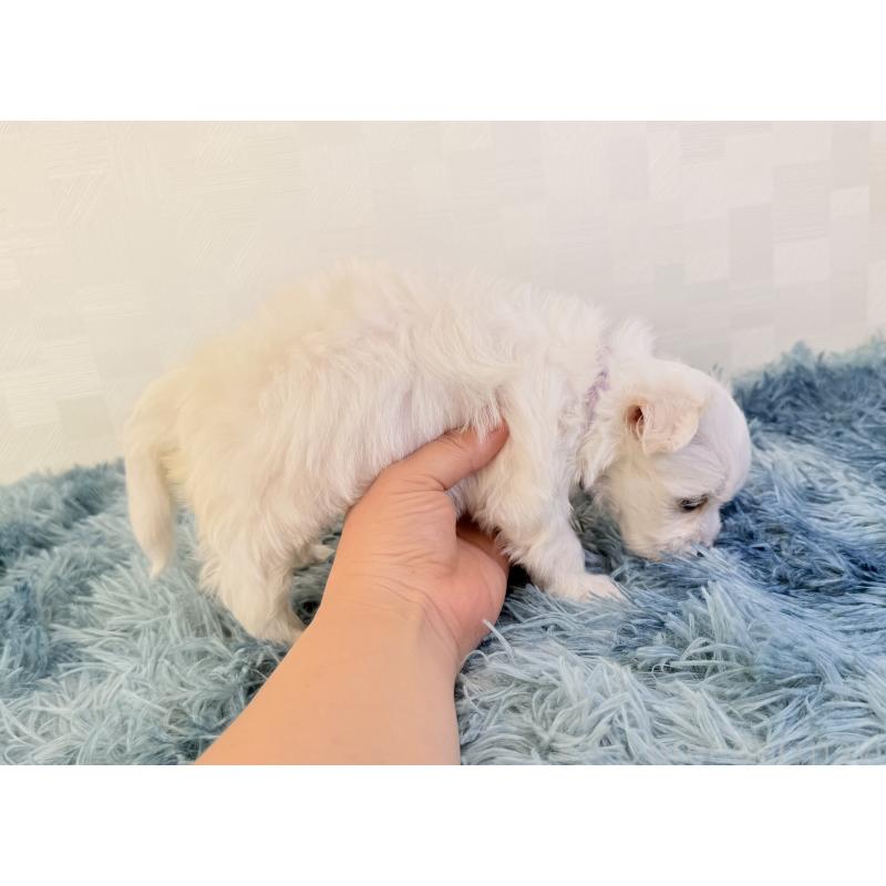 販売中の埼玉県のマルチーズ-426482の5枚目