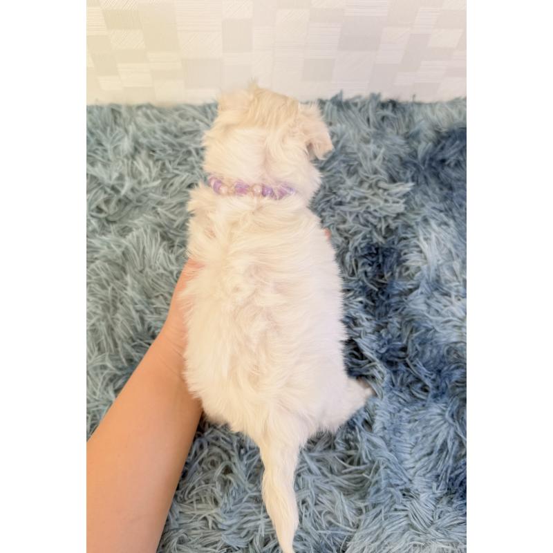 販売中の埼玉県のマルチーズ-426482の4枚目