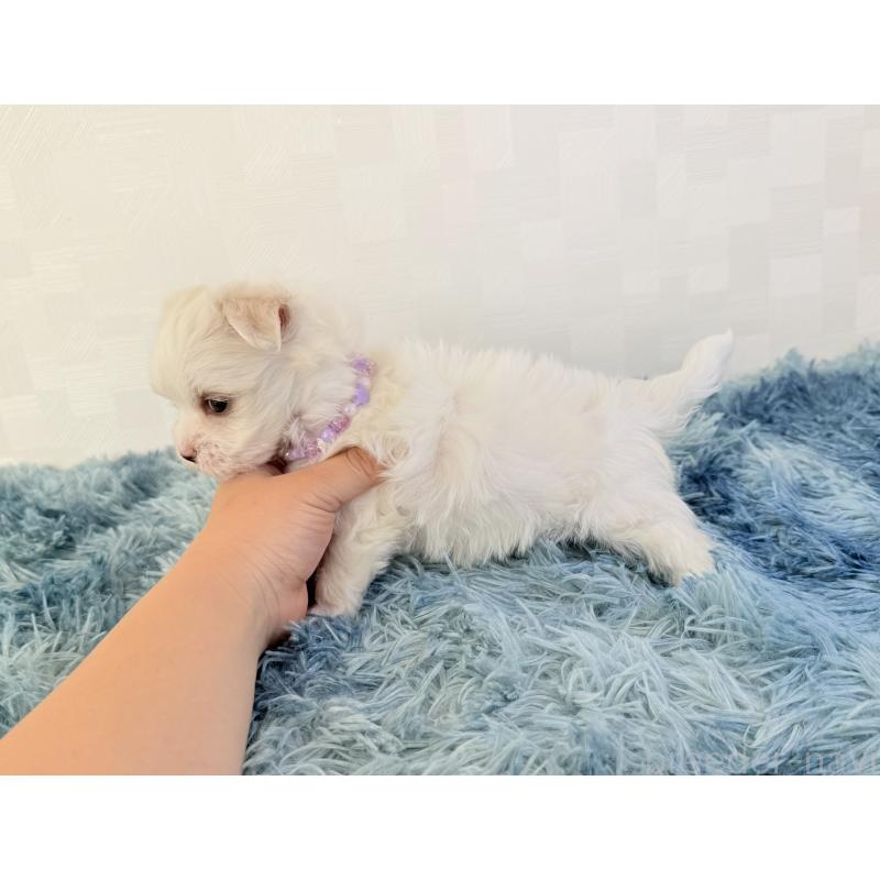 販売中の埼玉県のマルチーズ-426482の3枚目