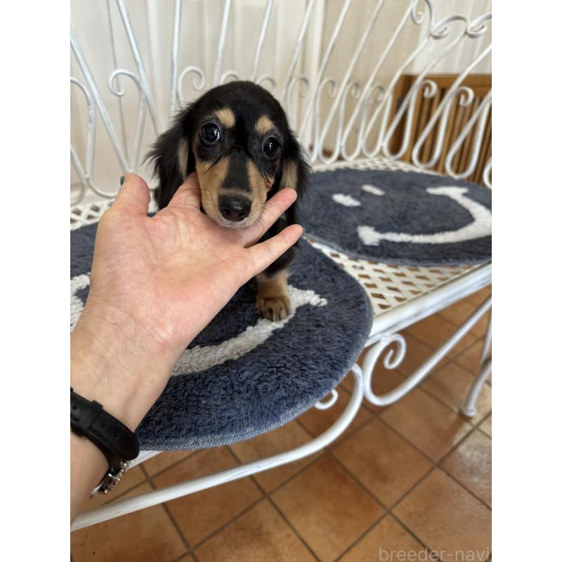 販売中の茨城県のカニンヘンダックスフンド(ロングヘアード)-429328の3枚目