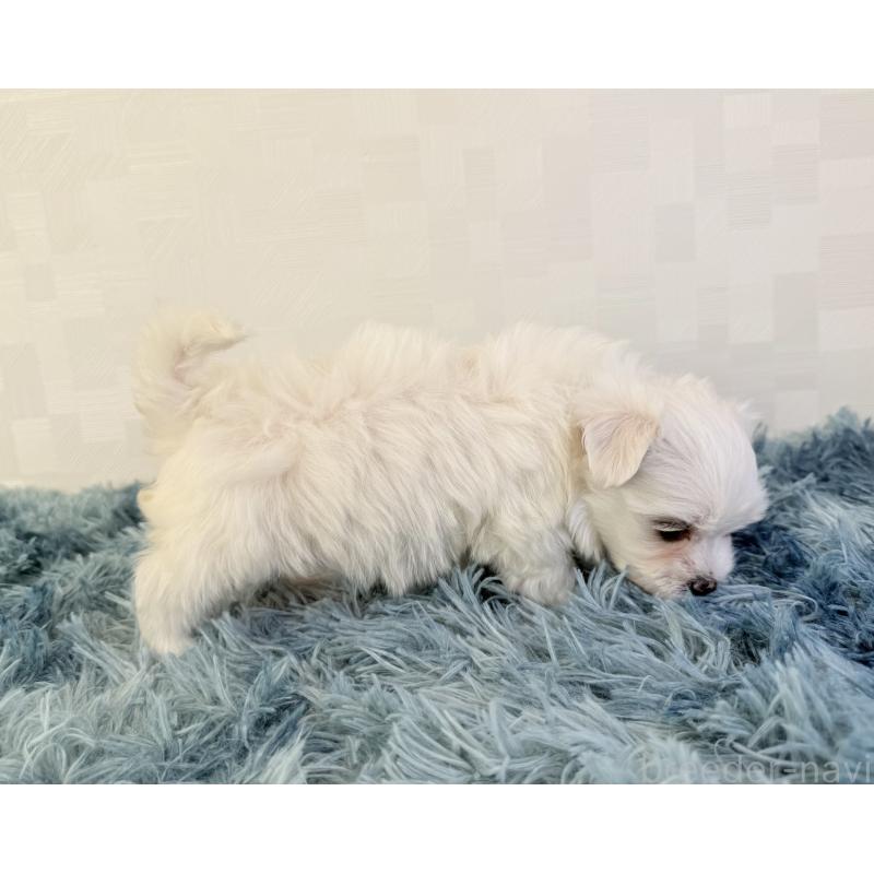 成約済の埼玉県のマルチーズ-426484の5枚目