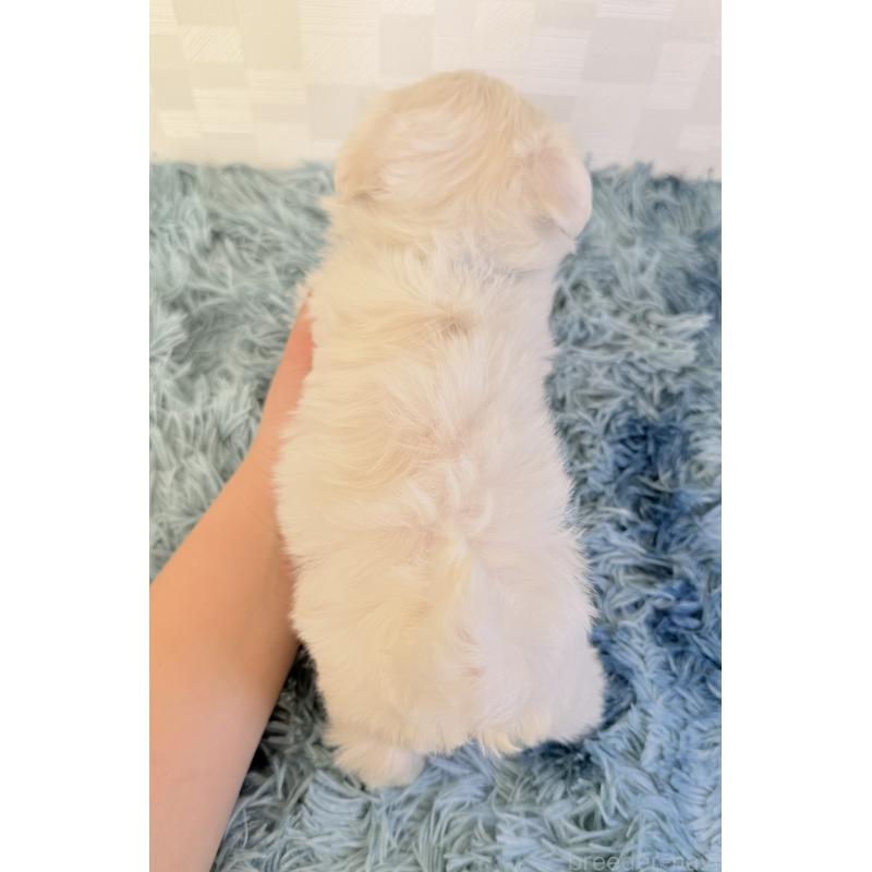 成約済の埼玉県のマルチーズ-426484の4枚目