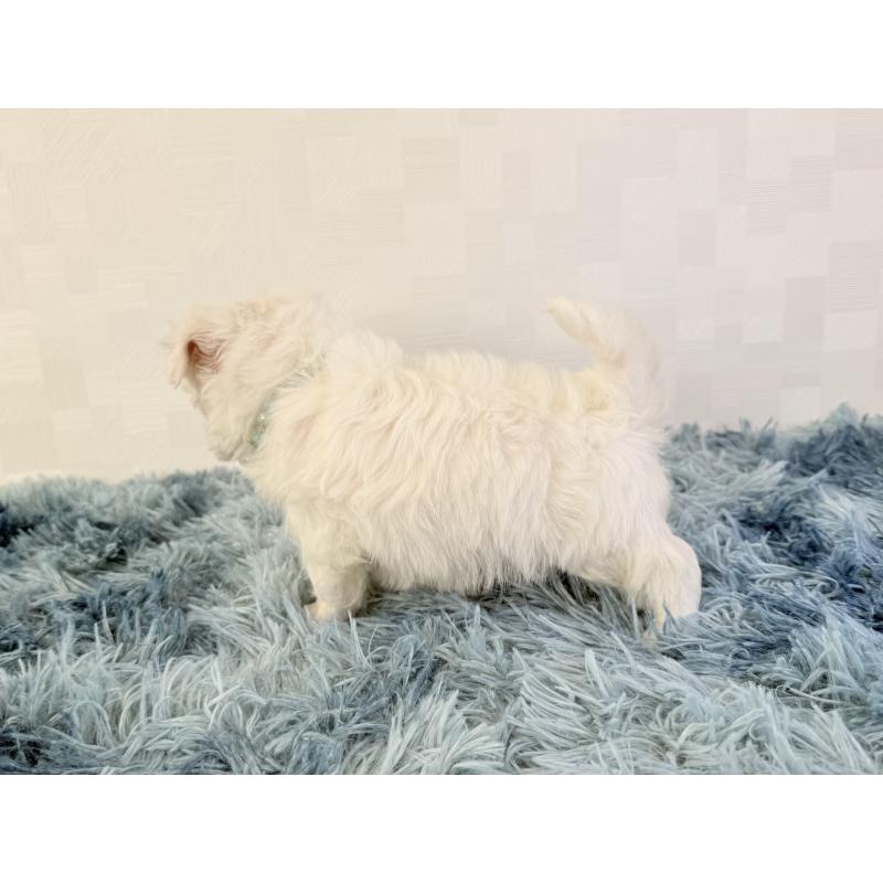 成約済の埼玉県のマルチーズ-426484の3枚目