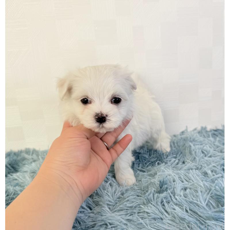 成約済の埼玉県のマルチーズ-426484の2枚目