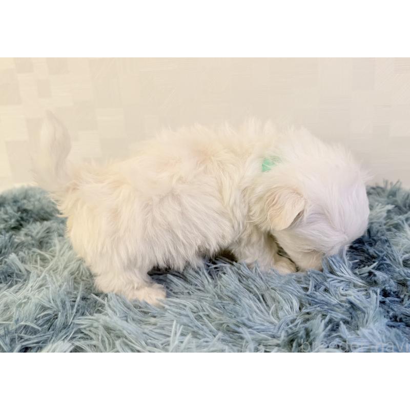 成約済の埼玉県のマルチーズ-426485の5枚目