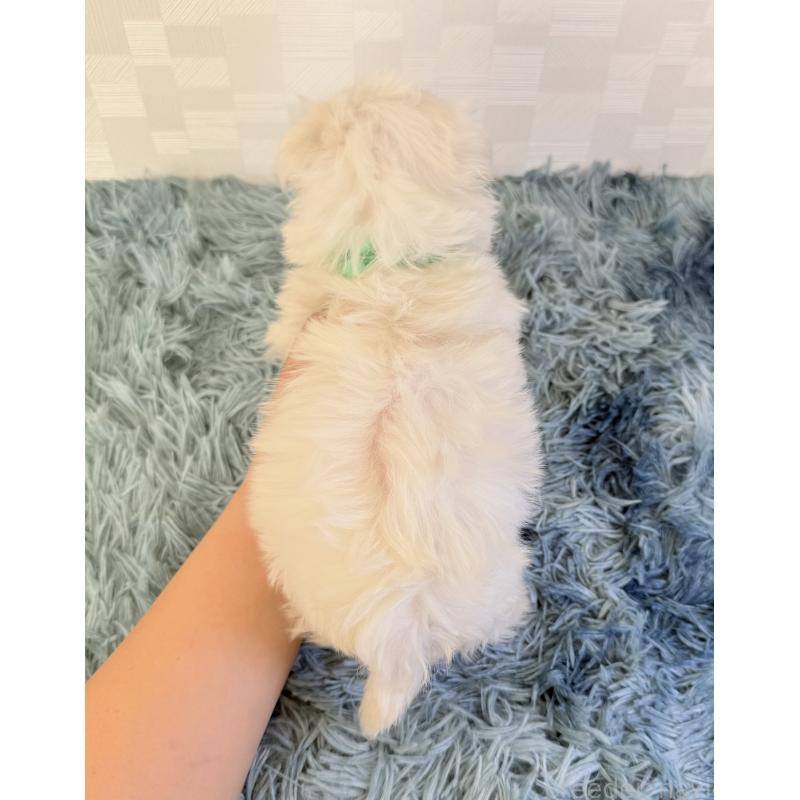 成約済の埼玉県のマルチーズ-426485の4枚目