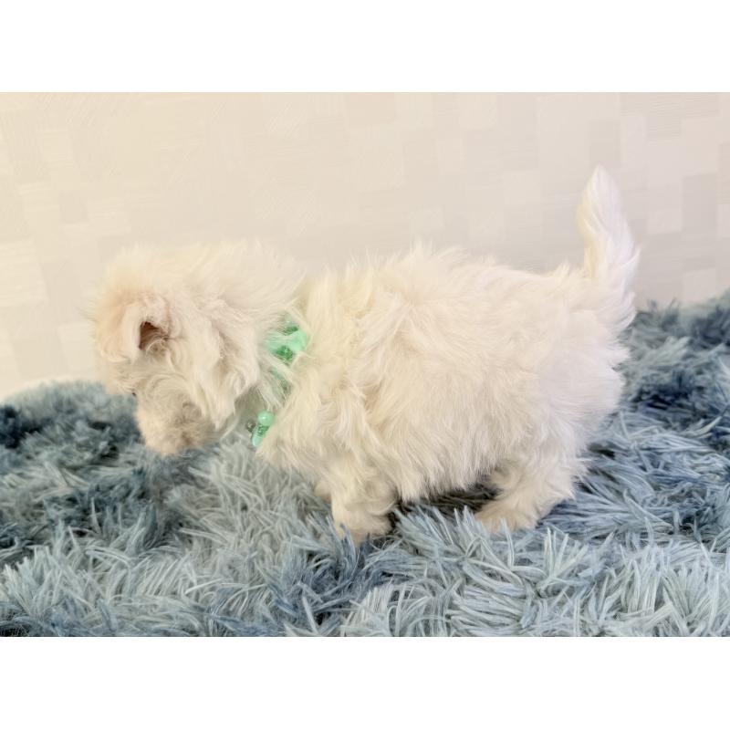 成約済の埼玉県のマルチーズ-426485の3枚目