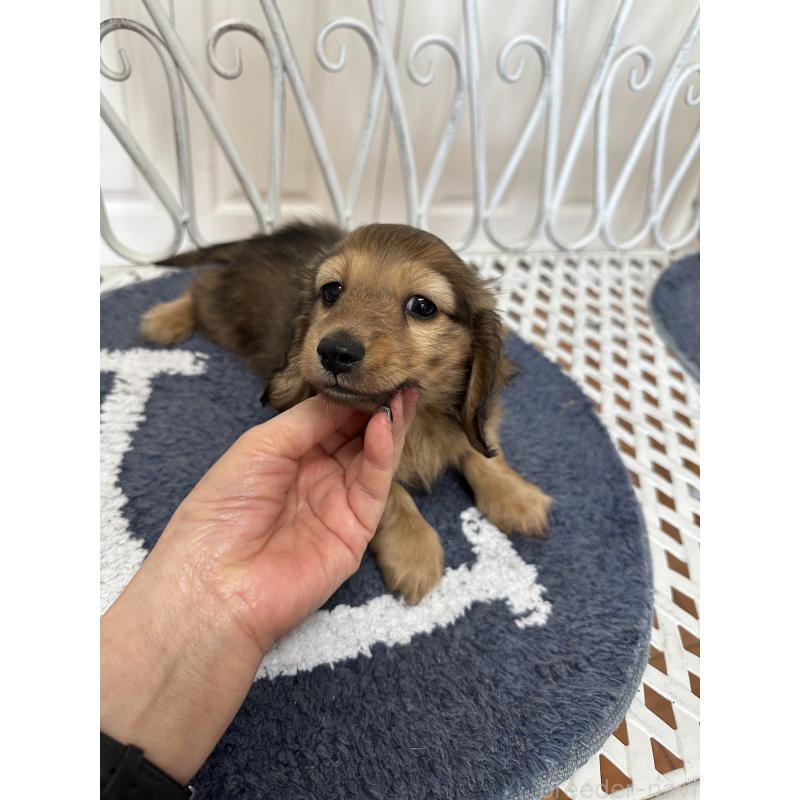 販売中の茨城県のミニチュアダックスフンド(ロングヘアード)-429333の4枚目