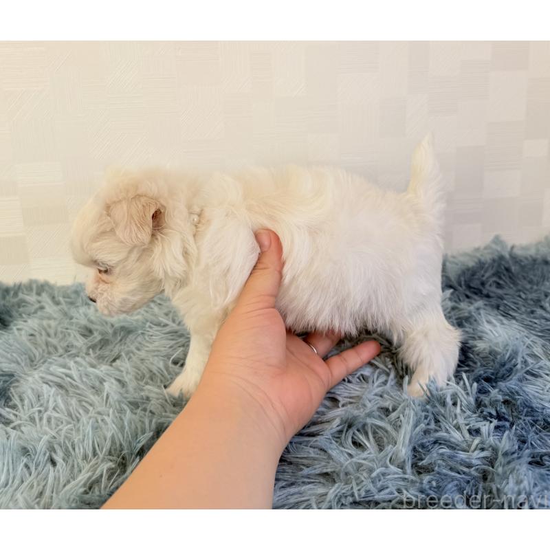 成約済の埼玉県のマルチーズ-426486の5枚目