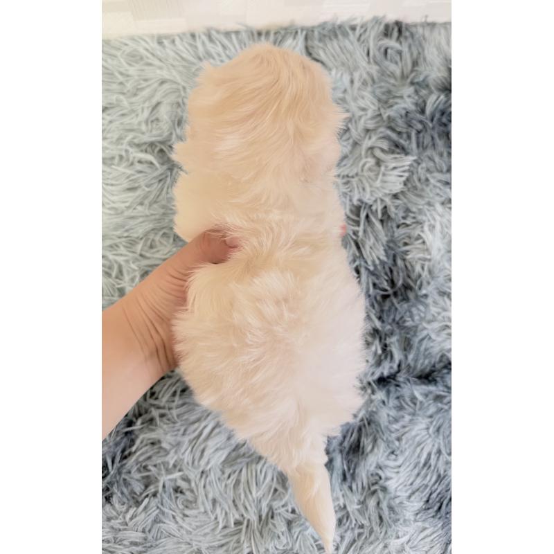 成約済の埼玉県のマルチーズ-426486の4枚目