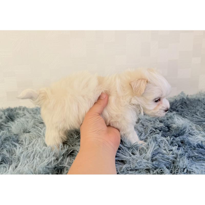 成約済の埼玉県のマルチーズ-426486の3枚目