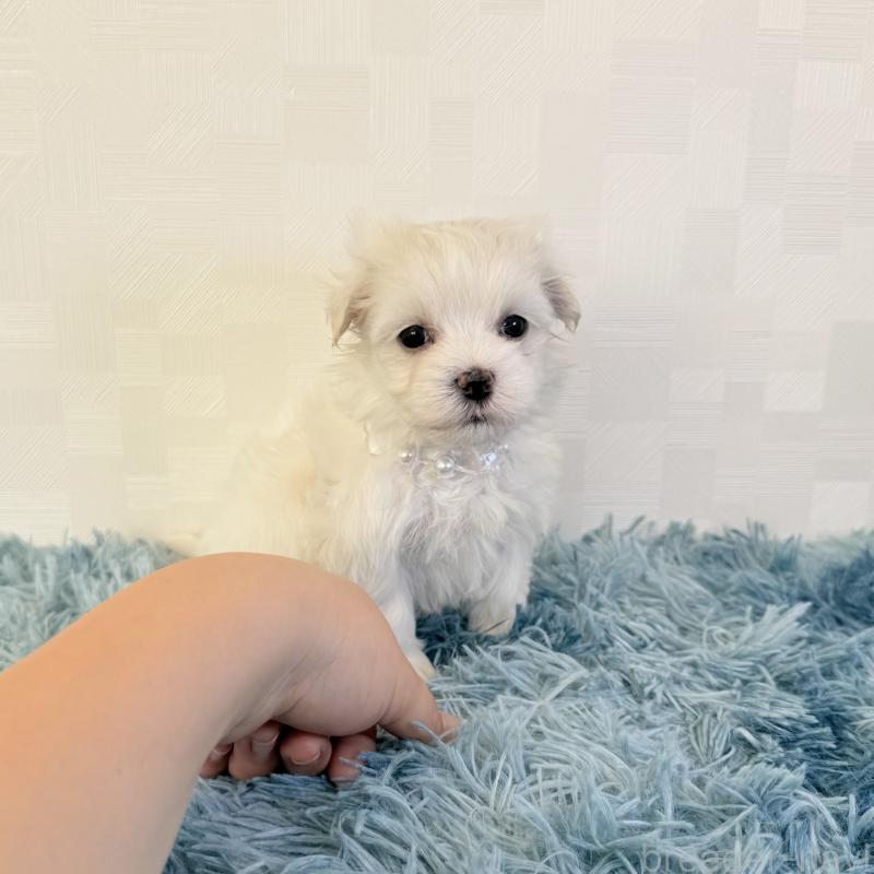 成約済の埼玉県のマルチーズ-426486の2枚目