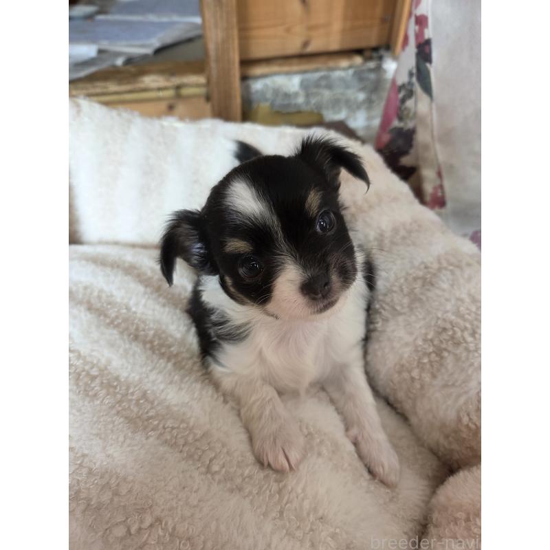 販売中の滋賀県のチワワ(ロングコート)-429332の2枚目