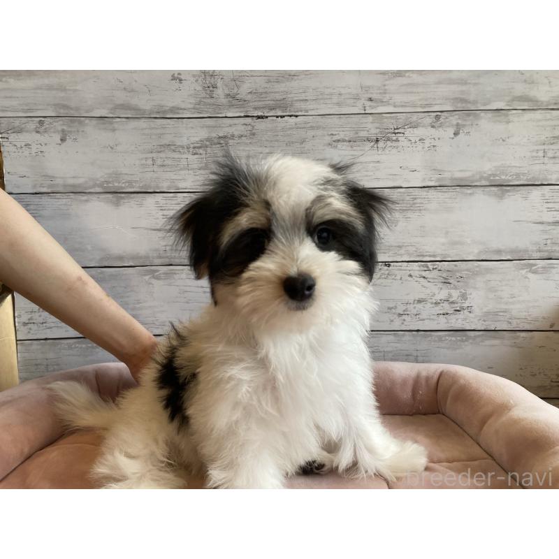 成約済の北海道のチワマル:チワワ×マルチーズ-416104の4枚目