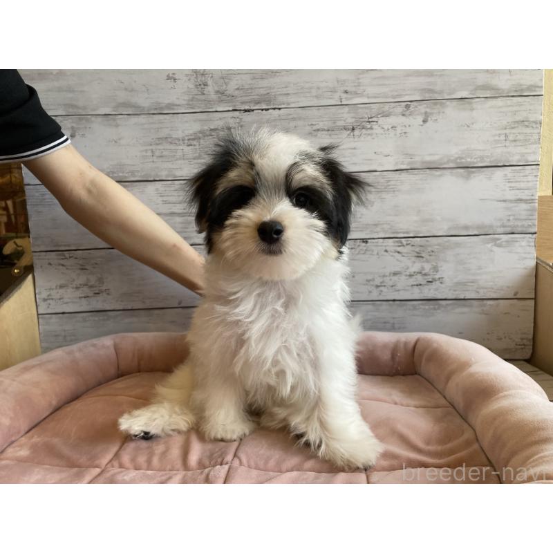 成約済の北海道のチワマル:チワワ×マルチーズ-416104の3枚目