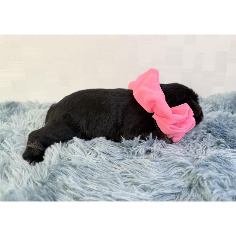 販売中の埼玉県のミニチュアシュナウザー-429334の5枚目