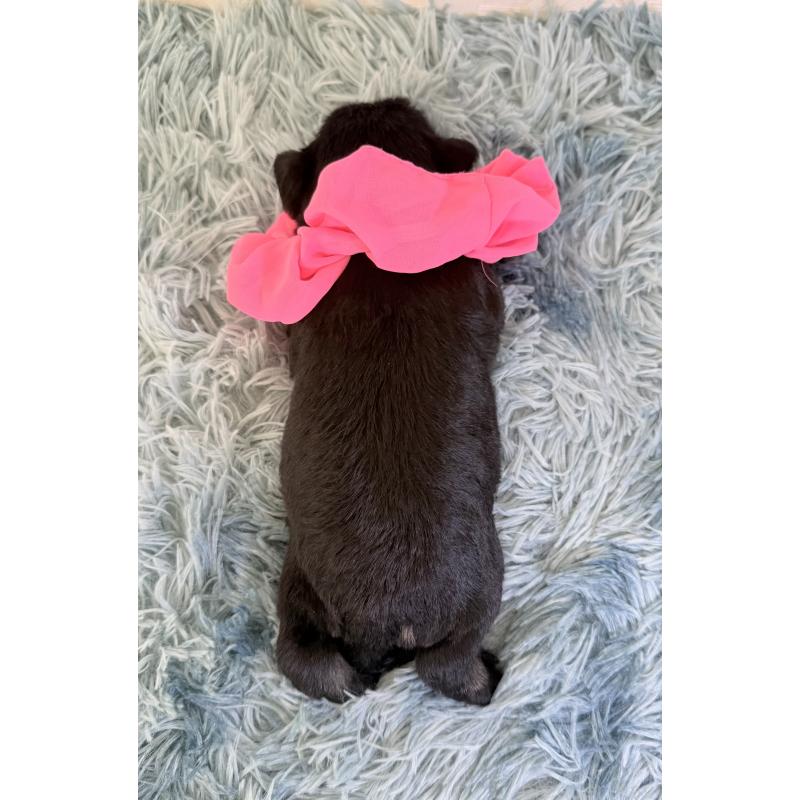 販売中の埼玉県のミニチュアシュナウザー-429334の4枚目