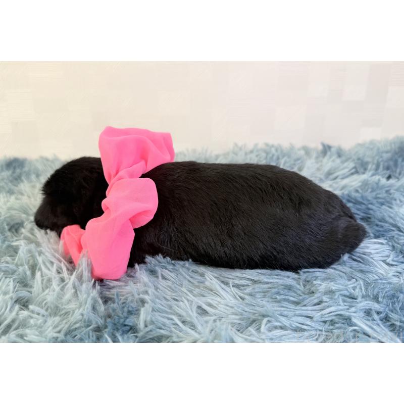 販売中の埼玉県のミニチュアシュナウザー-429334の3枚目