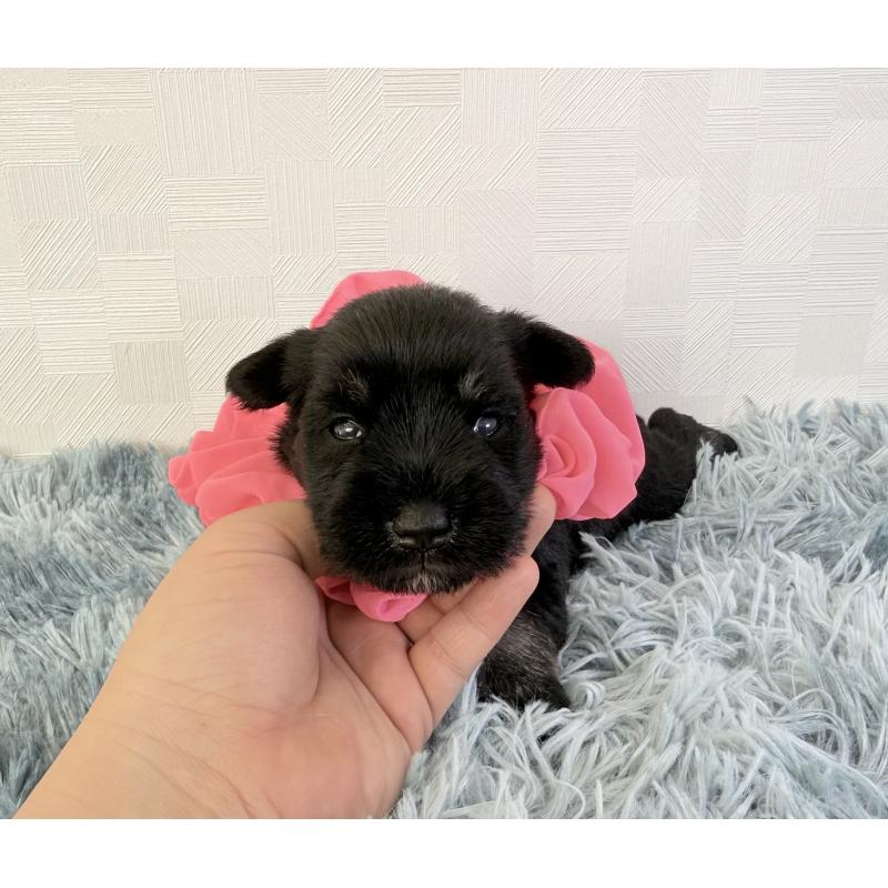 販売中の埼玉県のミニチュアシュナウザー-429334の2枚目