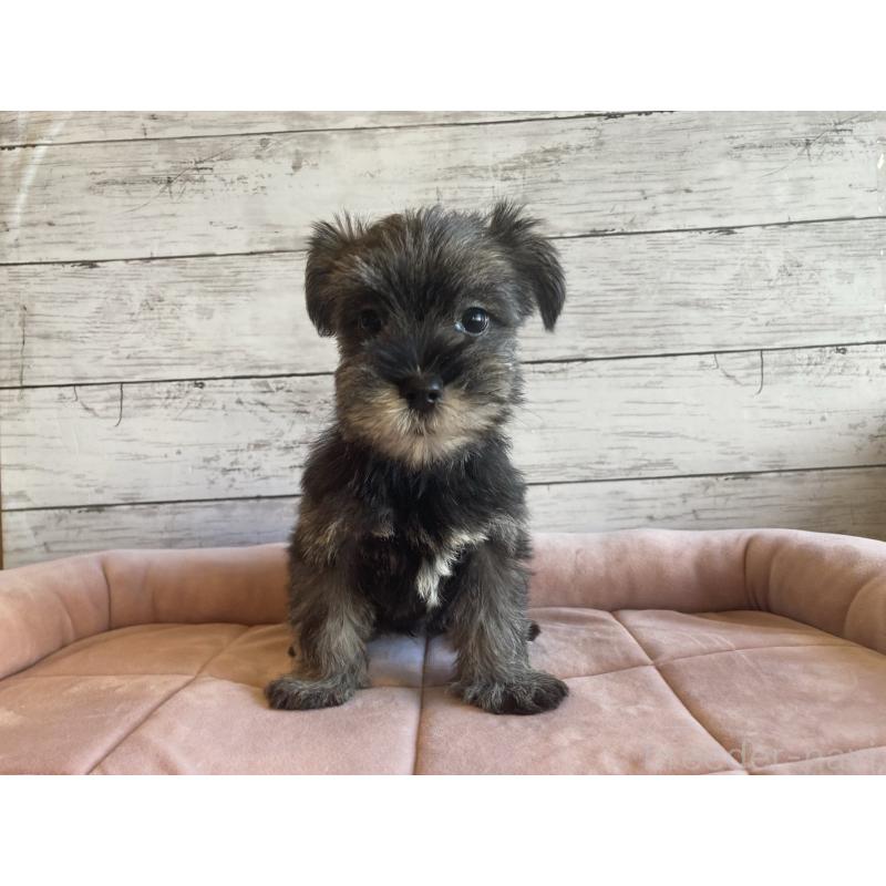 成約済の北海道のマルシュナ:マルチーズ×ミニチュアシュナウザー-423498の6枚目