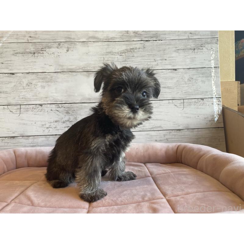 成約済の北海道のマルシュナ:マルチーズ×ミニチュアシュナウザー-423498の5枚目