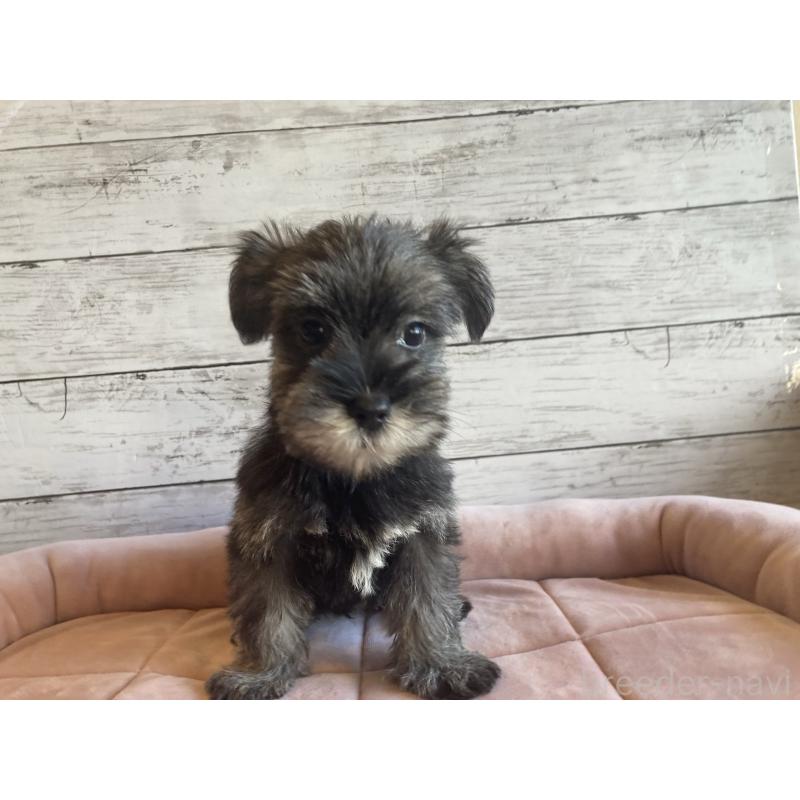 成約済の北海道のマルシュナ:マルチーズ×ミニチュアシュナウザー-423498の4枚目