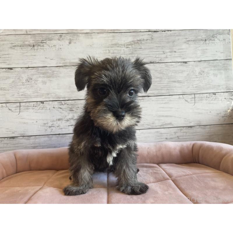 成約済の北海道のマルシュナ:マルチーズ×ミニチュアシュナウザー-423498の3枚目