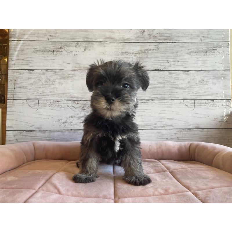 成約済の北海道のマルシュナ:マルチーズ×ミニチュアシュナウザー-423498の2枚目