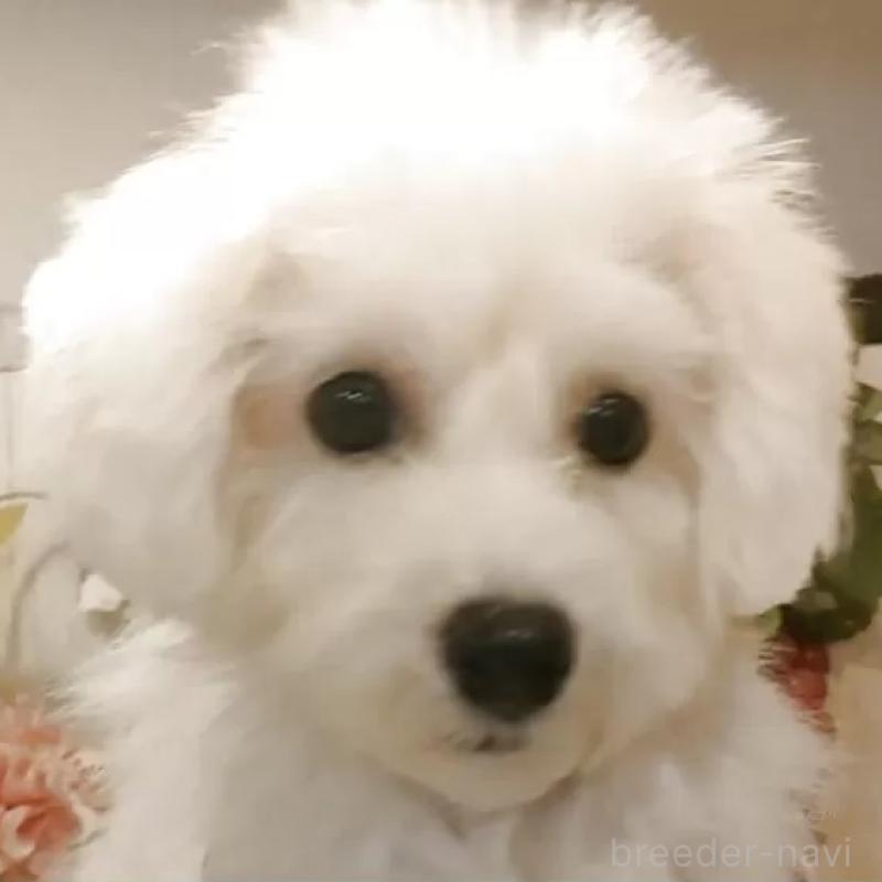 販売中の愛知県のビションフリーゼ-414546