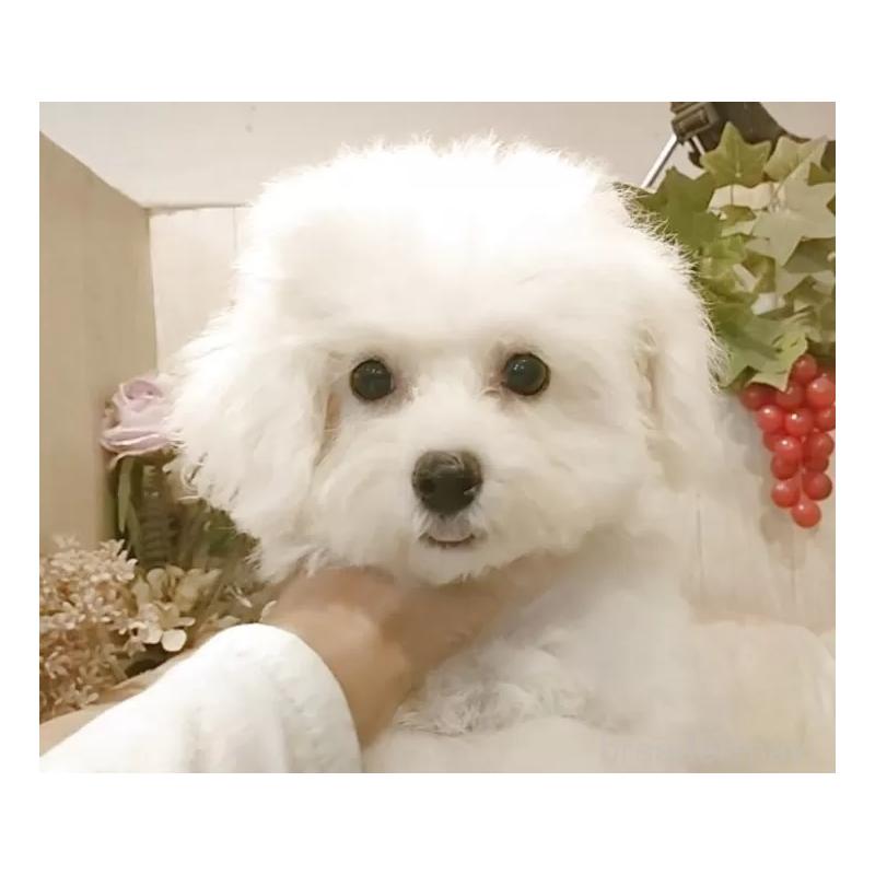 販売中の愛知県のビションフリーゼ-414546の14枚目