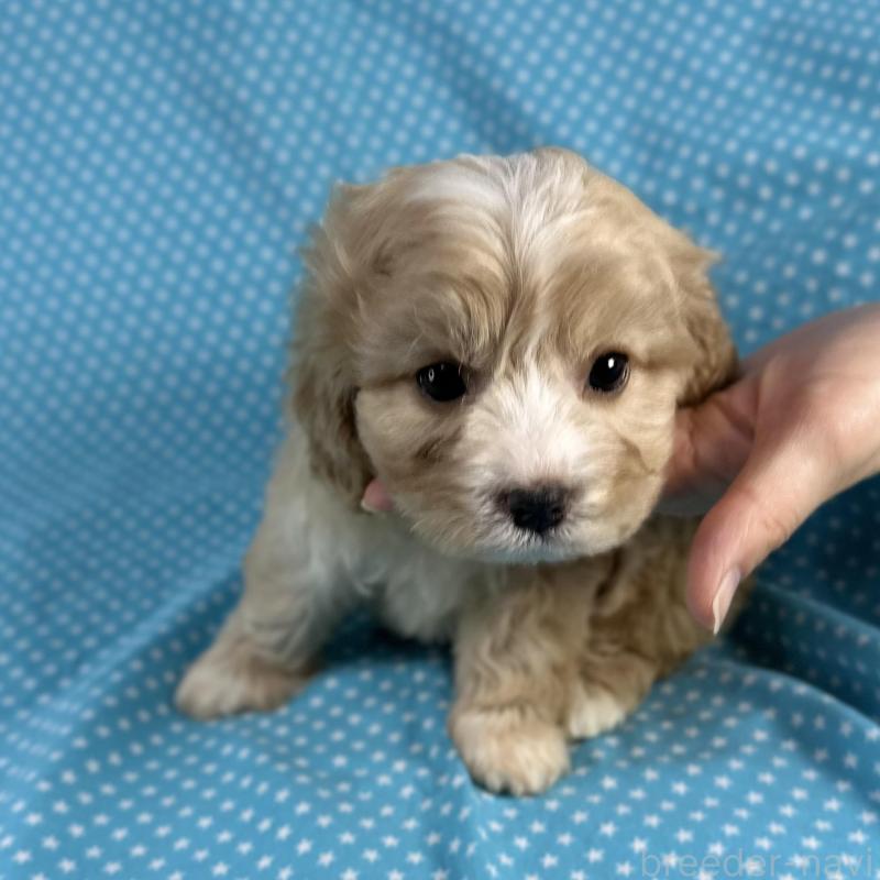 販売中の北海道のミックス犬-429335の1枚目