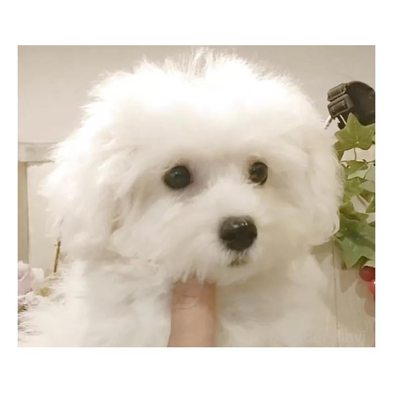 販売中の愛知県のビションフリーゼ-414546の13枚目