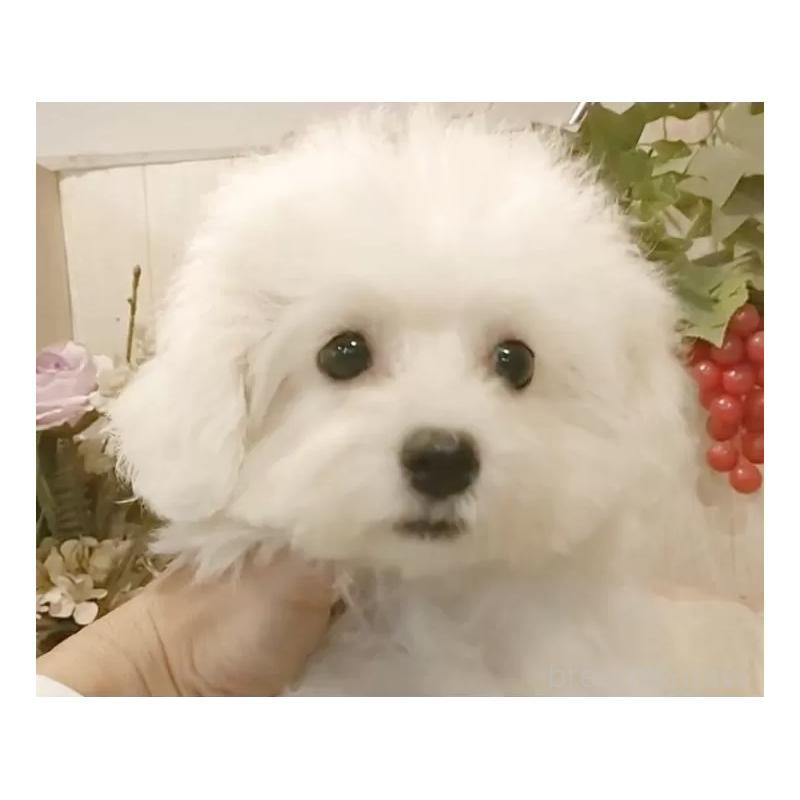 販売中の愛知県のビションフリーゼ-414546の12枚目