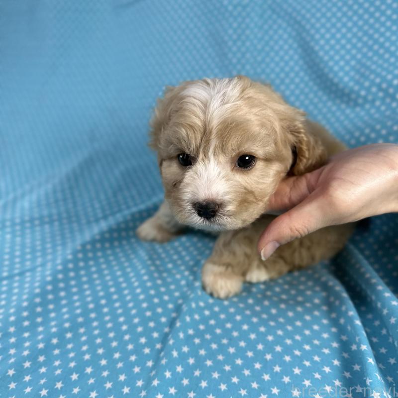 販売中の北海道のミックス犬-429335の4枚目