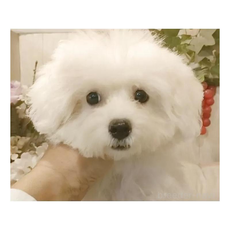 販売中の愛知県のビションフリーゼ-414546の11枚目