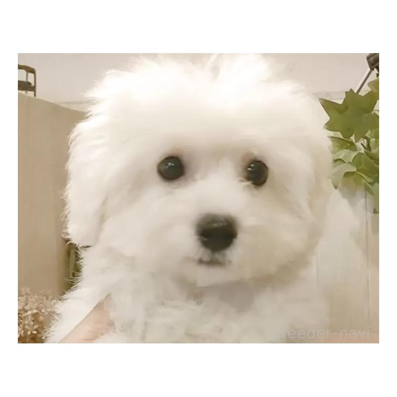 販売中の愛知県のビションフリーゼ-414546の10枚目