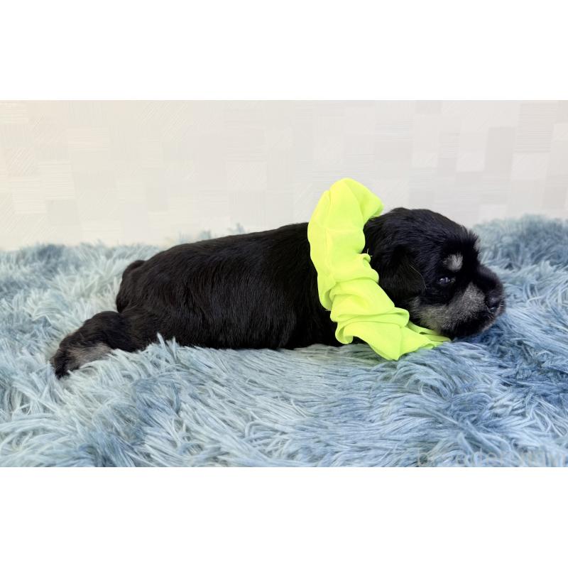 販売中の埼玉県のミニチュアシュナウザー-429336の5枚目