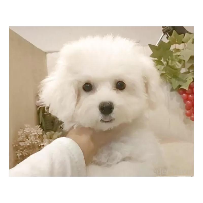 販売中の愛知県のビションフリーゼ-414546の8枚目