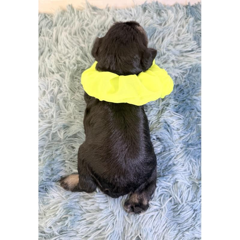 販売中の埼玉県のミニチュアシュナウザー-429336の4枚目