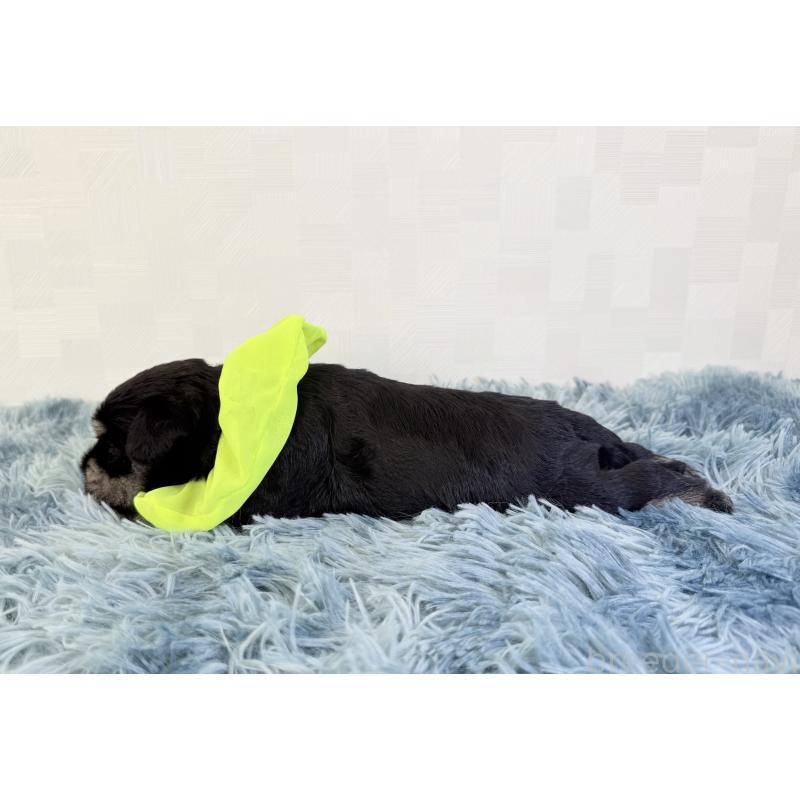 販売中の埼玉県のミニチュアシュナウザー-429336の3枚目