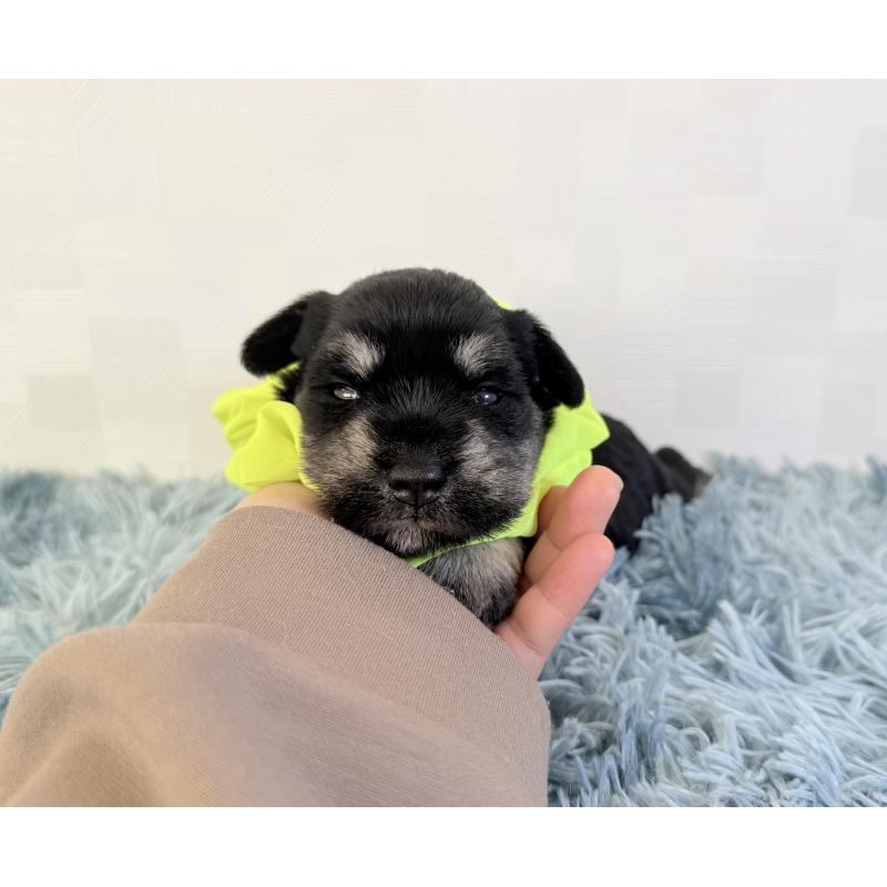 販売中の埼玉県のミニチュアシュナウザー-429336の2枚目