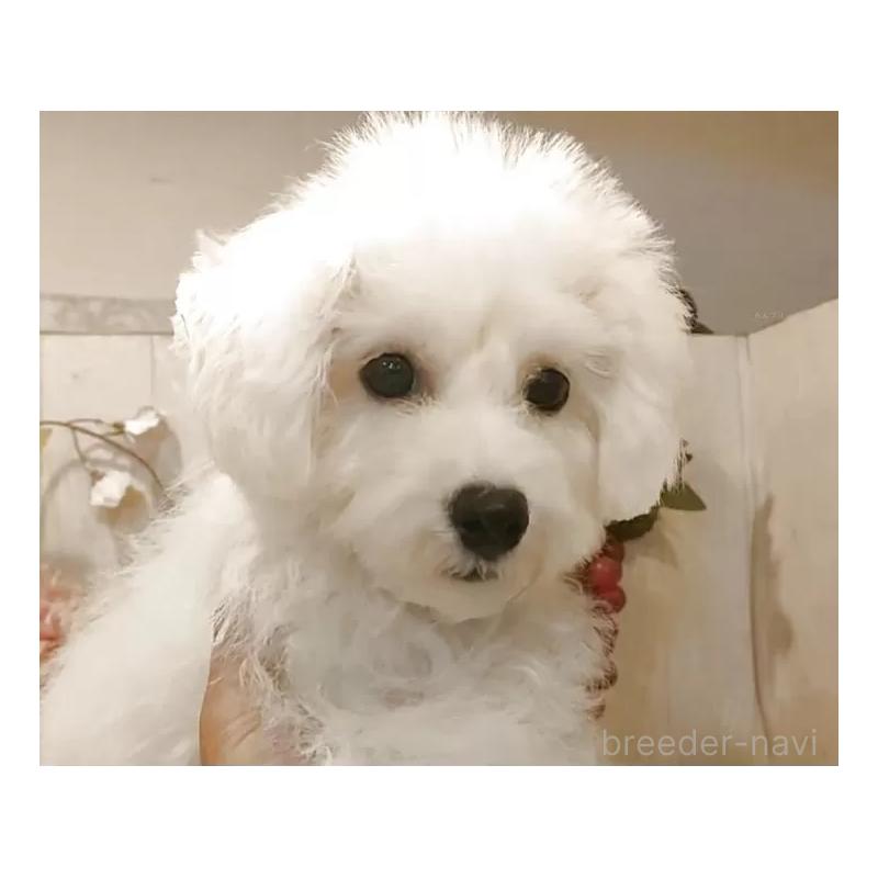 販売中の愛知県のビションフリーゼ-414546の7枚目